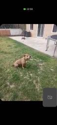 Lost Male Dog last seen Nason, Moreno Valley, CA 92553