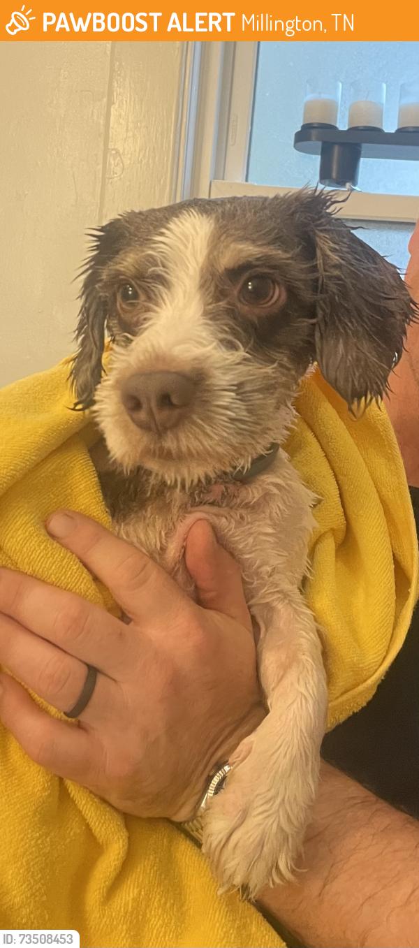 Found/Stray Male Dog last seen Millington Landfill, Millington, TN 38053