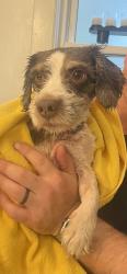 Found/Stray Male Dog last seen Millington Landfill, Millington, TN 38053