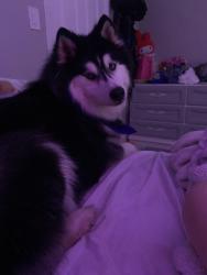Reunited Male Dog last seen Goldenrod Road, Orlando, FL 32822