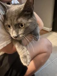 Reunited Male Cat last seen Waterway dr., Montclair, VA 22025