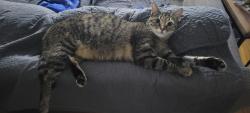 Reunited Female Cat last seen Aldi on elm springs across from walmart, Springdale, AR 72762