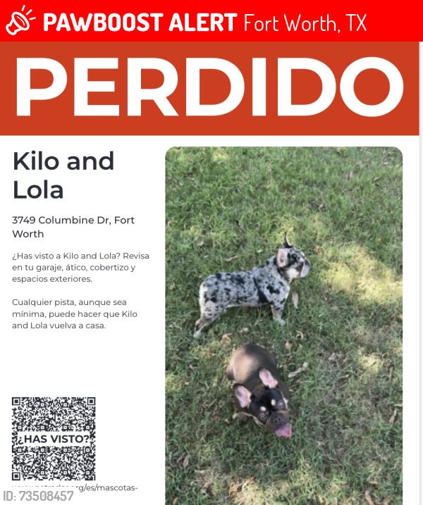 Lost Male Dog last seen Columbine dr, Fort Worth, TX 76140