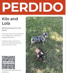 Lost Male Dog last seen Columbine dr, Fort Worth, TX 76140