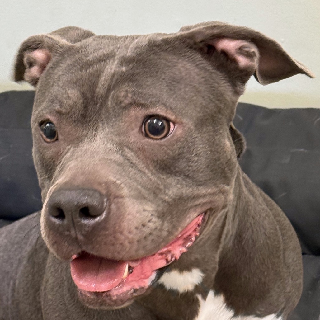 Shelter Stray Female Dog last seen , 3173 K-68 Hwy, Ottawa, KS 66067, USA