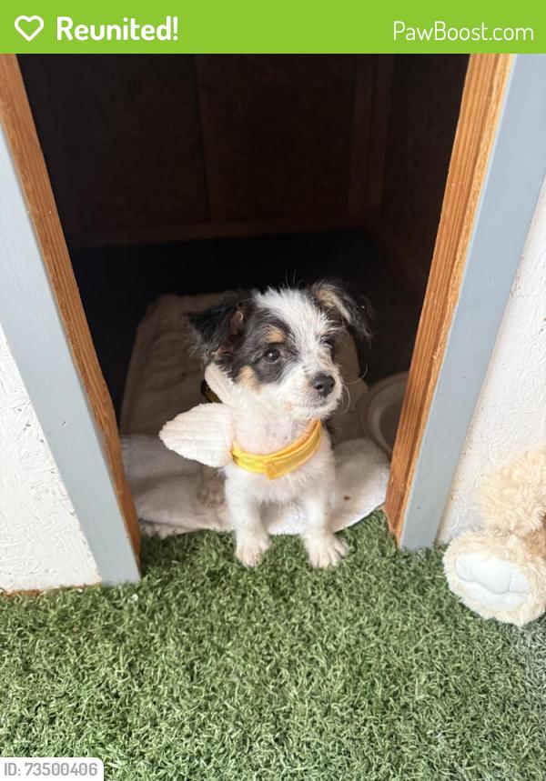Reunited Female Dog last seen Near Englestad St, North Las Vegas, NV 89030, USA, North Las Vegas, NV 89030