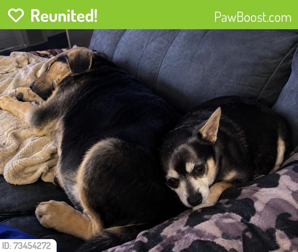 Reunited Unknown Dog last seen Near Currie mill rd, Jackson Springs, NC 27281