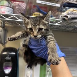 Shelter Stray Female Cat last seen , 361 S Raymond Ave, Pasadena, CA 91105, USA