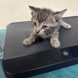 Shelter Stray Female Cat last seen , 361 S Raymond Ave, Pasadena, CA 91105, USA