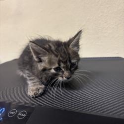 Shelter Stray Female Cat last seen , 361 S Raymond Ave, Pasadena, CA 91105, USA