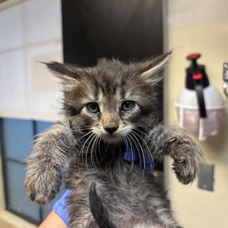 Shelter Stray Female Cat last seen , 361 S Raymond Ave, Pasadena, CA 91105, USA
