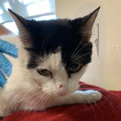 Shelter Stray Female Cat last seen , 361 S Raymond Ave, Pasadena, CA 91105, USA
