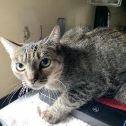 Shelter Stray Female Cat last seen , 361 S Raymond Ave, Pasadena, CA 91105, USA