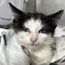 Shelter Stray Male Cat last seen , 124 Evergreen Ave, Newark, NJ 07114, USA