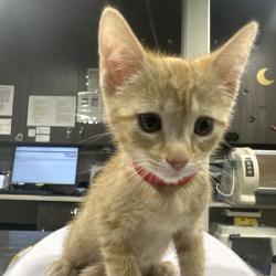Shelter Stray Female Cat last seen , 3607 N Armenia Ave, Tampa, FL 33607, USA