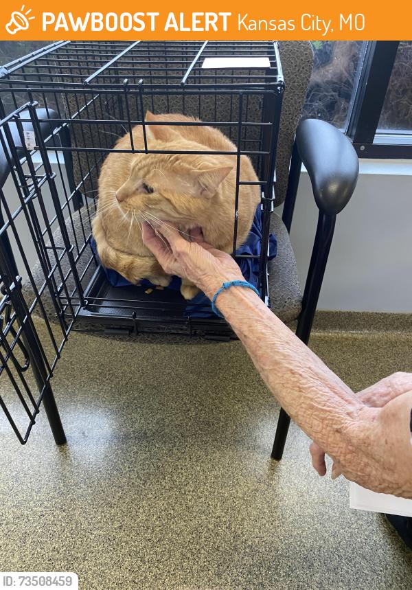 Found/Stray Unknown Cat last seen 99th and Holmes. linden Hill, Kansas City, MO 64131