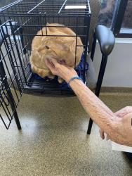 Found/Stray Unknown Cat last seen 99th and Holmes. linden Hill, Kansas City, MO 64131