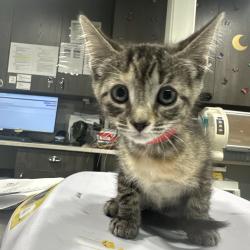 Shelter Stray Female Cat last seen , 3607 N Armenia Ave, Tampa, FL 33607, USA