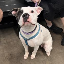 Shelter Stray Female Dog last seen , 3607 N Armenia Ave, Tampa, FL 33607, USA