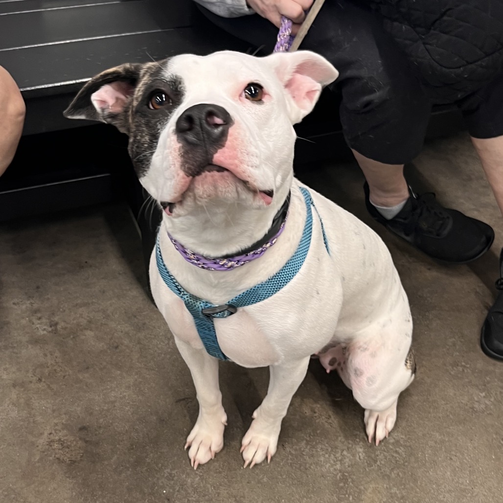 Shelter Stray Female Dog last seen , 3607 N Armenia Ave, Tampa, FL 33607, USA