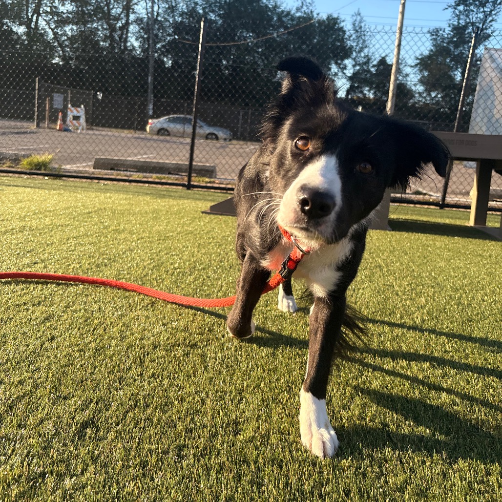 Shelter Stray Female Dog last seen , Animal Care & Control Team of Philly, 111 W Hunting Park Ave, Philadelphia, PA 19140, USA