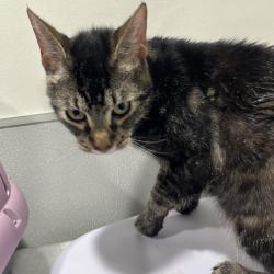 Shelter Stray Male Cat last seen , 3607 N Armenia Ave, Tampa, FL 33607, USA