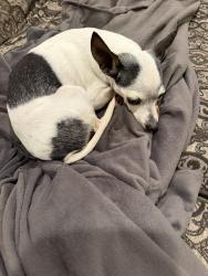 Lost Female Dog last seen Thelma street and stonehurst Avenue in shadow hills, Los Angeles, CA 91352
