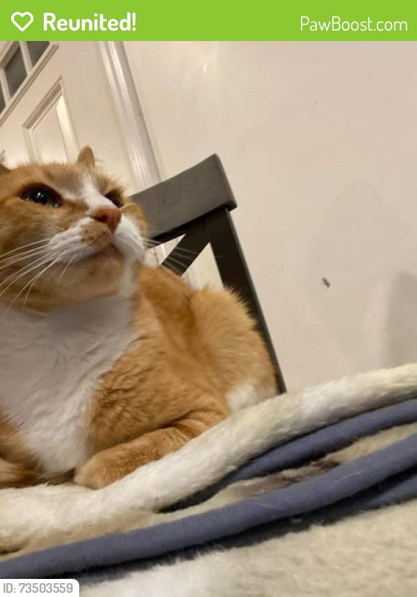 Reunited Female Cat last seen Near Outer Park Dr, Springfield, IL 62704, USA, Springfield, IL 62704