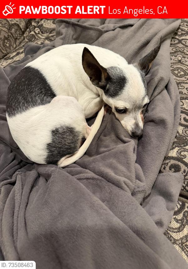 Lost Female Dog last seen Thelma street and stonehurst Avenue in shadow hills, Los Angeles, CA 91352