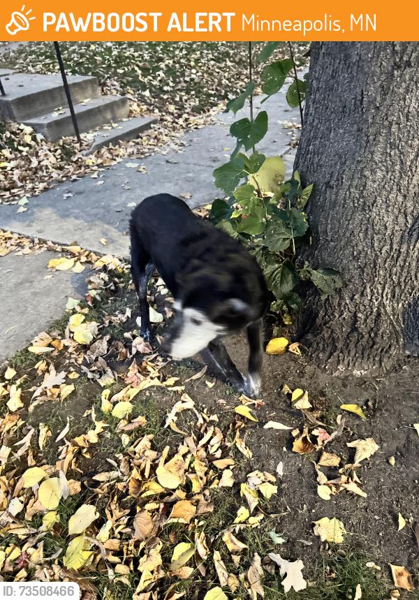 Found/Stray Male Dog last seen 51st st, Minneapolis, MN 55406