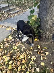 Found/Stray Male Dog last seen 51st st, Minneapolis, MN 55406