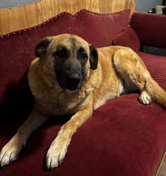 Lost Female Dog last seen Glen near bear creek, Merced, CA 95341