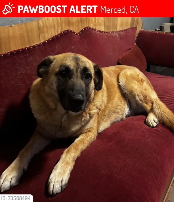 Lost Female Dog last seen Glen near bear creek, Merced, CA 95341