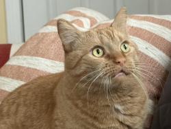 Reunited Male Cat last seen Yvonne St & W Hollis St, Nashua, NH 03060