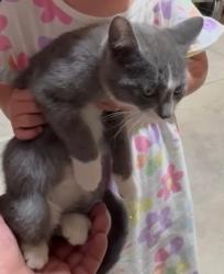 Reunited Male Cat last seen Pacific Springs Neighborhood, Eagle Mountain, UT 84005