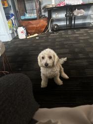 Lost Male Dog last seen Nearest streets are San Pedro and 57th, Los Angeles, CA 90011