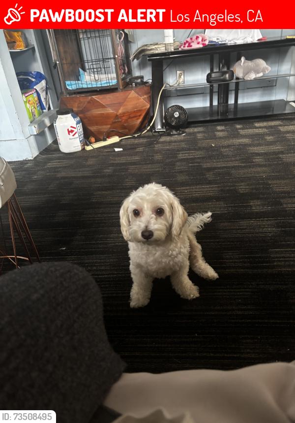 Lost Male Dog last seen Nearest streets are San Pedro and 57th, Los Angeles, CA 90011