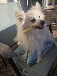 Reunited Unknown Dog last seen 87th Ave & Thomas, Phoenix, AZ 85037