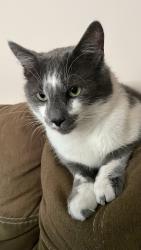 Reunited Male Cat last seen Near W Elm St, East Rochester, NY 14445, USA, East Rochester, NY 14445