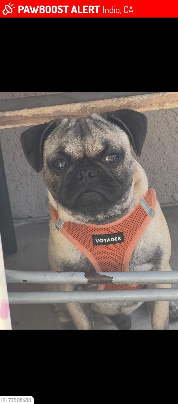 Lost Male Dog last seen Near food for less in Indio and Jack in the box, Indio, CA 92201