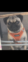 Lost Male Dog last seen Near food for less in Indio and Jack in the box, Indio, CA 92201
