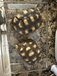 Lost Male Reptile last seen 26th and Liberty St, Hollywood, FL 33020