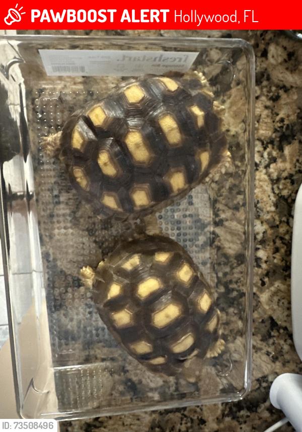 Lost Male Reptile last seen 26th and Liberty St, Hollywood, FL 33020