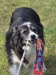 Reunited Female Dog last seen Franklin, Prior Lake, MN 55372