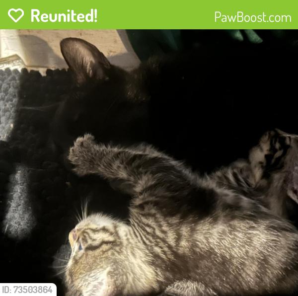 Reunited Female Cat last seen Toledo art museum, Toledo, OH 43607