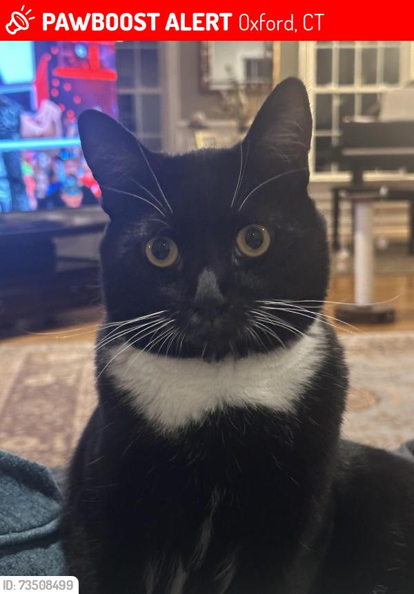 Lost Male Cat last seen Bishop road Oxford CT, Oxford, CT 06478
