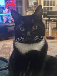 Lost Male Cat last seen Bishop road Oxford CT, Oxford, CT 06478