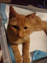 Reunited Female Cat last seen Near the playground, Guelph, ON N1H 5V2