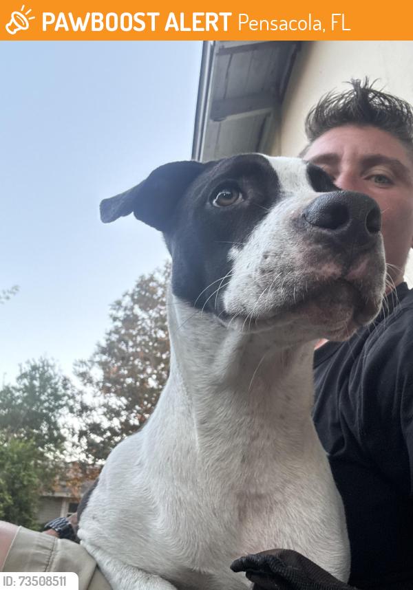 Found/Stray Male Dog last seen Industrial Blvd, Pensacola, FL 32505