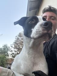 Found/Stray Male Dog last seen Industrial Blvd, Pensacola, FL 32505